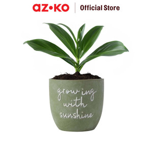 AZKO Arthome 16.5 cm Pot Keramik Sunshine Wadah Keramik Bunga Tempat Tumbuhan Perlengkapan Berkebun Aksesoris Taman