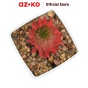 AZKO Ataru Tanaman Artifisial Kaktus Dengan Pot - Merah