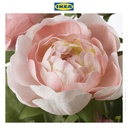 IKEA FEJKA Tanaman Tiruan dalam Pot Rununculus Merah Muda 12cm