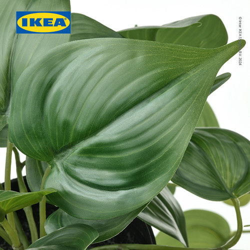 IKEA FEJKA Tanaman Hias Gantung Golden Pothos Dalam Pot 12cm