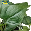 IKEA FEJKA Tanaman Hias Gantung Golden Pothos Dalam Pot 12cm
