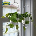 IKEA FEJKA Tanaman Hias Gantung Golden Pothos Dalam Pot 12cm