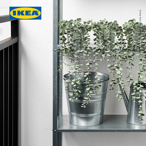 IKEA FEJKA Tanaman Hias Dalam pot Eucalyptus 9cm