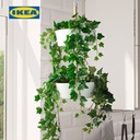 IKEA FEJKA Tanaman Hias Gantung Ivy Dalam Pot 12cm