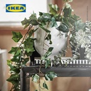 IKEA FEJKA Tanaman Hias Gantung Ivy Dalam Pot 12cm