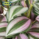 IKEA FEJKA Tanaman Hias Spiderwort dengan Pot 9 cm