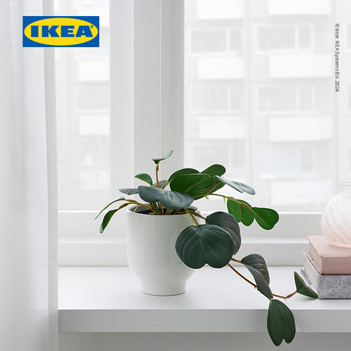 IKEA FEJKA Tanaman Hias Gantung Peperomia dengan Pot 9 cm