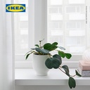 IKEA FEJKA Tanaman Hias Gantung Peperomia dengan Pot 9 cm