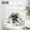 IKEA FEJKA Tanaman Hias Spiderwort dengan Pot 9 cm