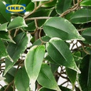 IKEA FEJKA Tanaman Hias Palsu Ficus Benjamina Exotica dengan Pot Dalam/Luar Ruangan 21cm