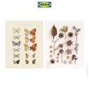 IKEA BILD Poster Gambar Kupu-Kupu dan Benih 40x50cm Isi 2pcs