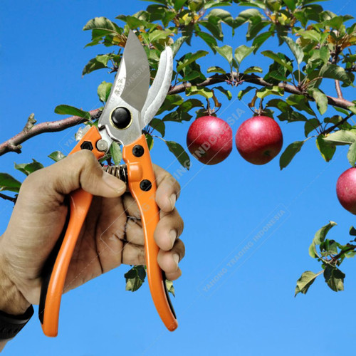 Gunting Taman Rumput Ranting Dahan Bonsai Gunting Tanaman