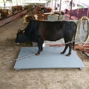 Timbangan Digital Lantai Hewan YHG 3ton 5ton 1.2m x 1.5m