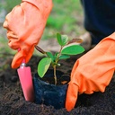 Kenmaster Paket Berkebun - Sarung Tangan Karet Orange L + Garden Tools / Alat Berkebun 1 Set / Alat Berkebun Set