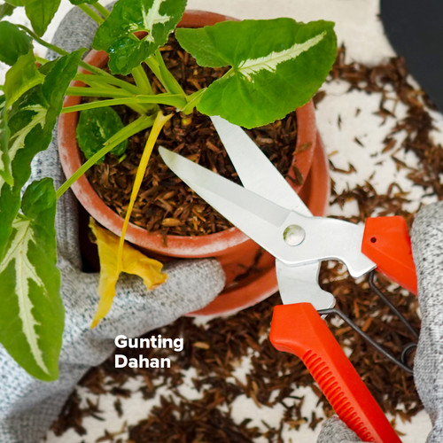 Kenmaster Gunting Dahan Ranting - KM905 / Gunting Tanaman / Gunting Taman / Gunting Rumput / Gunting Daun / Gunting Batang Bunga Buah / Pruning Shears / Alat Berkebun