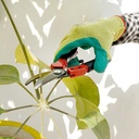 Kenmaster Gunting Dahan Ranting - K800 / Gunting Tanaman / Gunting Taman / Gunting Rumput / Gunting Daun / Gunting Batang Bunga Buah / Pruning Shears / Alat Berkebun