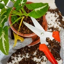 Kenmaster Paket Hemat Berkebun Sarung Tangan Latex Gunting Dahan 905 - Sarung Tangan Berkebun Alat Berkebun Set
