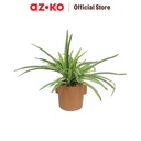 AZKO Forhom Tanaman Artifisial Cymbidium Dengan Pot Tera - Hijau Tumbuhan Tanaman Buatan Dekorasi Plant Sintetis Pajangan Rumah Serbaguna Hiasan Properti Foto