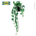 IKEA FEJKA Tanaman Hias Gantung Ivy Dalam Pot 12cm