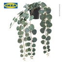 IKEA FEJKA Tanaman Tiruan Gantung String of Hearts Dalam Pot 9cm