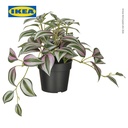 IKEA FEJKA Tanaman Hias Spiderwort dengan Pot 9 cm