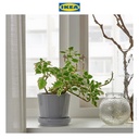 IKEA CITRUSFRUKT Pot Tanaman Dengan Alas Abu-Abu 9cm