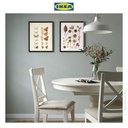 IKEA BILD Poster Gambar Kupu-Kupu dan Benih 40x50cm Isi 2pcs