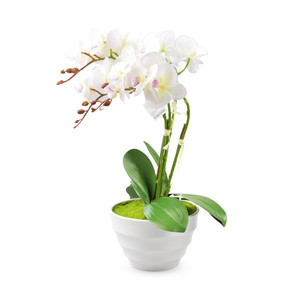 [EZO.0800720] AZKO Bunga Artifisial Anggrek Phalaenopsis Small Tumbuhan Buatan Bunga Hias Cantik Sintetis Tanaman Artificial Dekorasi Flower Pajangan Rumah Serbaguna Hiasan Properti Foto