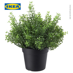 [EZO.0500392] IKEA FEJKA Tanaman Hias Baby's Tear Dalam Pot 9cm