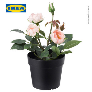 [EZO.0500425] IKEA FEJKA Tanaman Hias Mawar Merah Muda Dalam Pot 9cm