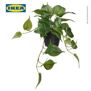 [EZO.0500473] IKEA FEJKA Tanaman Hias Gantung Golden Pothos Dalam Pot 12cm