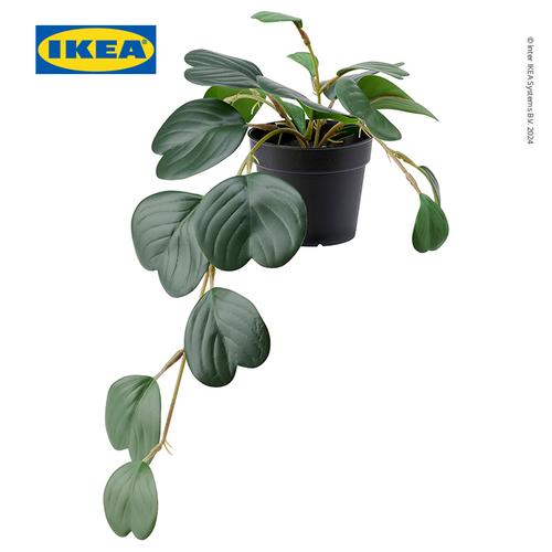 [EZO.0500869] IKEA FEJKA Tanaman Hias Gantung Peperomia dengan Pot 9 cm