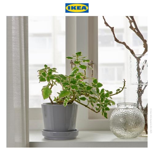 [EZO.0501831] IKEA CITRUSFRUKT Pot Tanaman Dengan Alas Abu-Abu 9cm