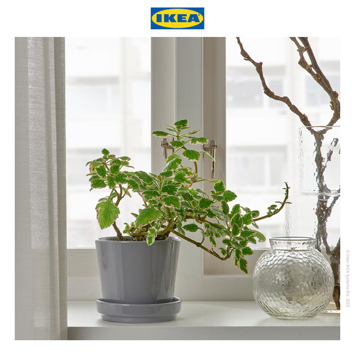 [EZO.0501831] IKEA CITRUSFRUKT Pot Tanaman Dengan Alas Abu-Abu 9cm
